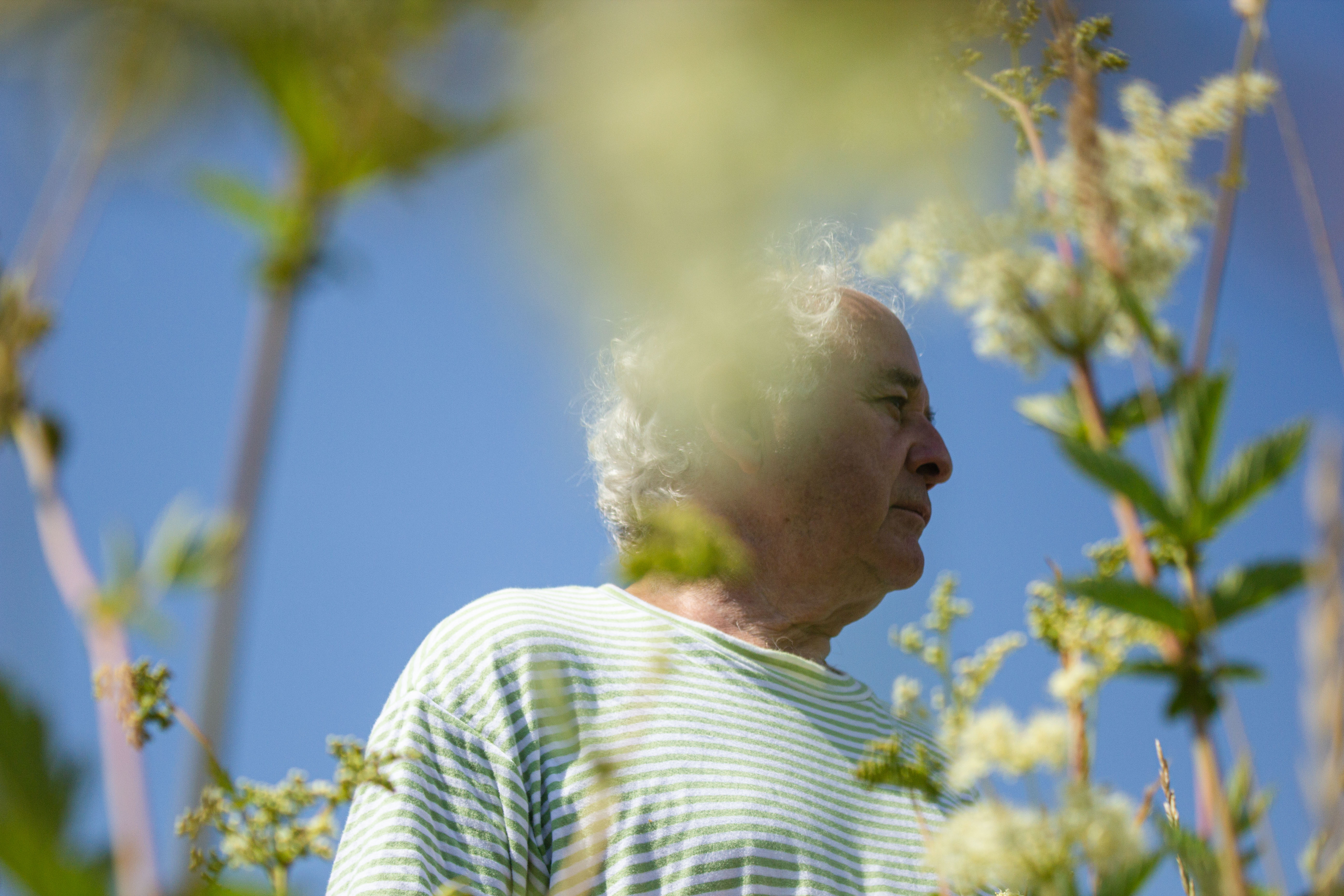 Person zwischen Mädesüss — blauer Himmel